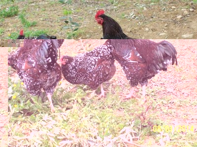 polli 377 (2).jpg (160.11 KiB) Osservato 2061 volte polli 377 (2).jpg