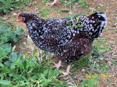 polli 378 (2).jpg (162.43 KiB) Osservato 2056 volte polli 378 (2).jpg