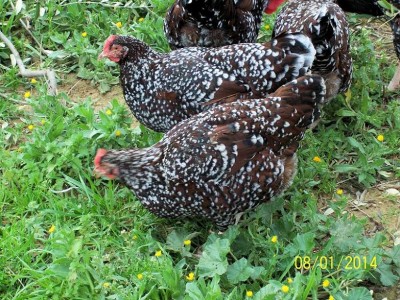 polli 379 (2).jpg (181.59 KiB) Osservato 2056 volte polli 379 (2).jpg