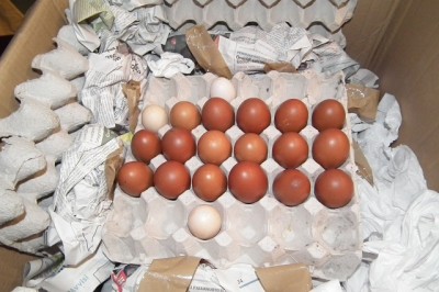 uova 001.JPG (159.48 KiB) Osservato 896 volte uova 001.JPG