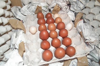 uova 002.JPG (169.25 KiB) Osservato 897 volte uova 002.JPG