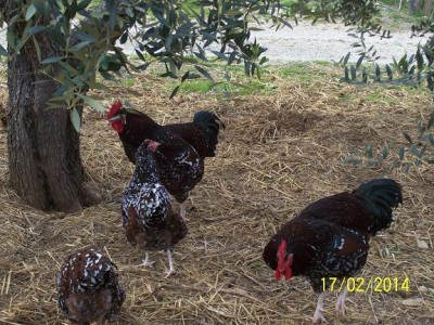 polli 386.JPG (102.21 KiB) Osservato 1733 volte polli 386.JPG