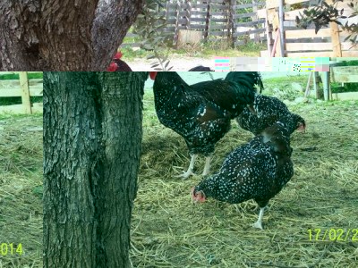 polli 390.JPG (103.23 KiB) Osservato 1733 volte polli 390.JPG