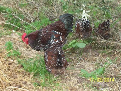 polli 404.JPG (92.29 KiB) Osservato 1733 volte polli 404.JPG