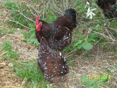 polli 406.JPG (106.59 KiB) Osservato 1733 volte polli 406.JPG