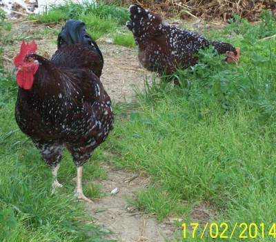 polli 400 (2).jpg (124.9 KiB) Osservato 1733 volte polli 400 (2).jpg