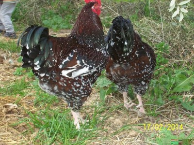 polli 411.JPG (89.25 KiB) Osservato 1733 volte polli 411.JPG