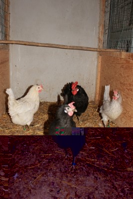 IMG_4459 (533x800).jpg (287.32 KiB) Osservato 820 volte IMG_4459 (533x800).jpg