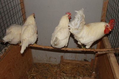 IMG_4440 (800x533).jpg (227.04 KiB) Osservato 820 volte IMG_4440 (800x533).jpg