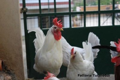 IMG_2606.JPG (99.53 KiB) Osservato 816 volte IMG_2606.JPG