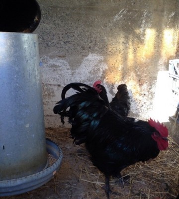 1939369_10202367436978608_613765219_o.jpg (82.51 KiB) Osservato 530 volte 1939369_10202367436978608_613765219_o.jpg