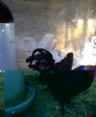 1982778_10202367402617749_1653796700_o.jpg (78.39 KiB) Osservato 530 volte 1982778_10202367402617749_1653796700_o.jpg