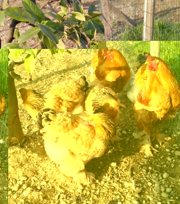 332d.jpg (364 KiB) Osservato 458 volte 332d.jpg