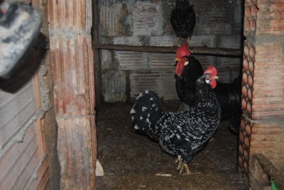 COPPIA ANCONA ok1.jpg (122.55 KiB) Osservato 534 volte COPPIA ANCONA ok1.jpg