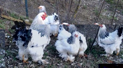 nuove foto / brahma rip.jpg brahma rip.jpg