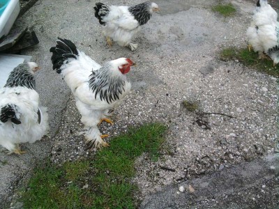 brahma 2.jpg (139.97 KiB) Osservato 394 volte brahma 2.jpg