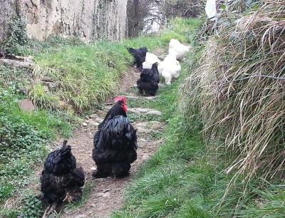 1.1.JPG (205.12 KiB) Osservato 702 volte 1.1.JPG