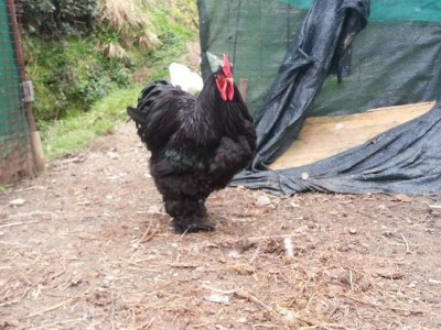 1.2.JPG (88.74 KiB) Osservato 702 volte 1.2.JPG