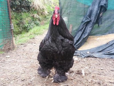 1.3.JPG (120.73 KiB) Osservato 702 volte 1.3.JPG