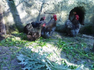 21032014497.jpg (95.05 KiB) Osservato 514 volte 21032014497.jpg