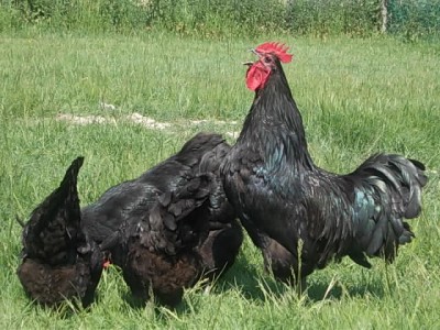 DSCN1907.JPG (131.68 KiB) Osservato 555 volte DSCN1907.JPG