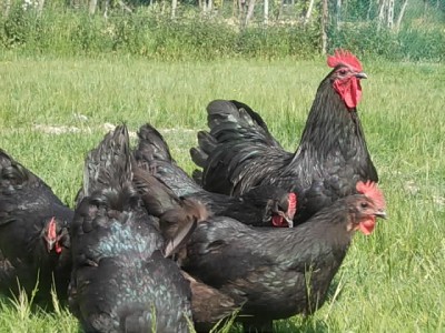 DSCN1902.JPG (128.55 KiB) Osservato 555 volte DSCN1902.JPG