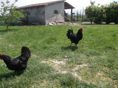 DSCN1898.JPG (134.09 KiB) Osservato 555 volte DSCN1898.JPG