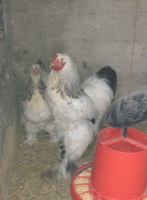 IMG_2044.JPG (196.84 KiB) Osservato 558 volte IMG_2044.JPG