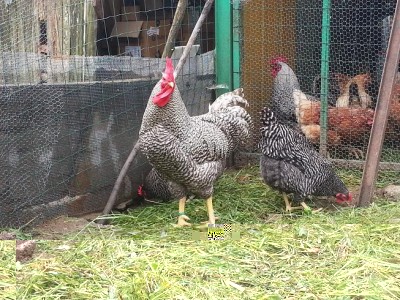 1.JPG (145.42 KiB) Osservato 956 volte 1.JPG