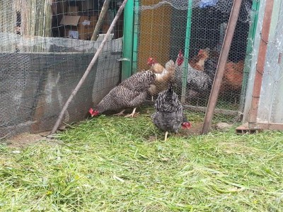 2.JPG (145.6 KiB) Osservato 956 volte 2.JPG