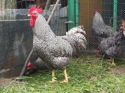 3.JPG (134.15 KiB) Osservato 956 volte 3.JPG