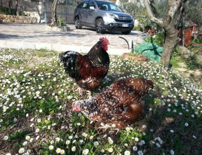 IMG-20140317-WA0034.jpg (174.3 KiB) Osservato 956 volte IMG-20140317-WA0034.jpg