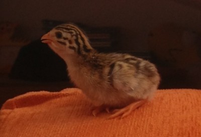 image.jpg (52.43 KiB) Osservato 486 volte image.jpg