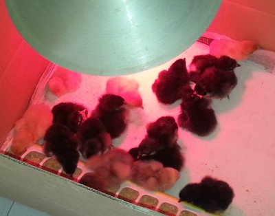 20140504_124236.jpg (118.21 KiB) Osservato 866 volte 20140504_124236.jpg