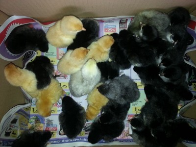 20140505_191323.jpg (167.44 KiB) Osservato 866 volte 20140505_191323.jpg