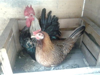 Foto0420.jpg Foto0420.jpg