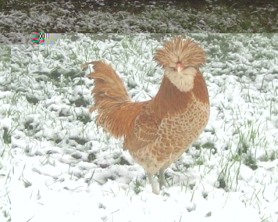 padovananana.jpg (99.18 KiB) Osservato 571 volte padovananana.jpg