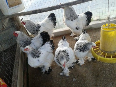 brahma.jpg (236.19 KiB) Osservato 1005 volte brahma.jpg