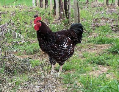 polli 417 (2).jpg (78.88 KiB) Osservato 1652 volte polli 417 (2).jpg