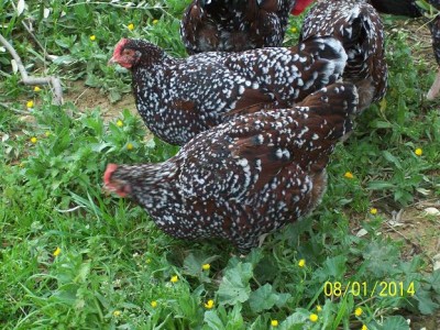 polli 3792.JPG (114.97 KiB) Osservato 1652 volte polli 3792.JPG