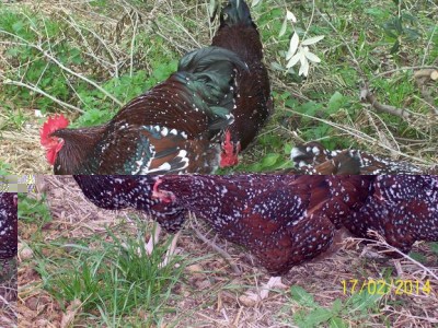 polli 4082.JPG (120.2 KiB) Osservato 1652 volte polli 4082.JPG