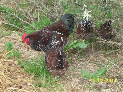 polli 404.JPG (107.43 KiB) Osservato 1652 volte polli 404.JPG