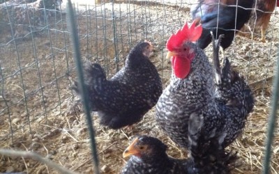 IMG_0576 (FILEminimizer).JPG (178.89 KiB) Osservato 818 volte IMG_0576 (FILEminimizer).JPG