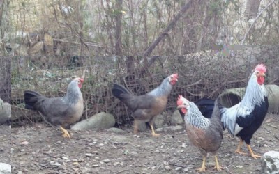 IMG_0734 (FILEminimizer).JPG (143.62 KiB) Osservato 792 volte IMG_0734 (FILEminimizer).JPG