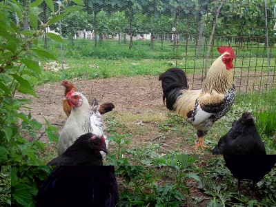 I riproduttori / gal rid.jpg gal rid.jpg