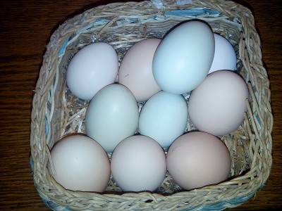 Le uova / uova.jpg uova.jpg