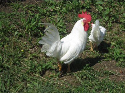 IMG_1215.JPG (232.93 KiB) Osservato 586 volte IMG_1215.JPG