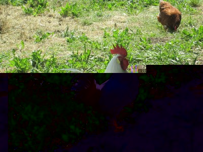 IMG_1231.JPG (289.97 KiB) Osservato 586 volte IMG_1231.JPG