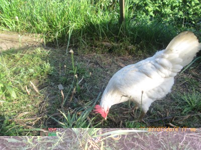 IMG_1283.JPG (234.33 KiB) Osservato 572 volte IMG_1283.JPG