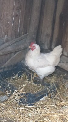 file.jpeg (129.25 KiB) Osservato 2278 volte file.jpeg